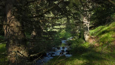 Left-slide-of-streamlet-inside-mountain-forest-on-a-sunny-day,-casted-shadows