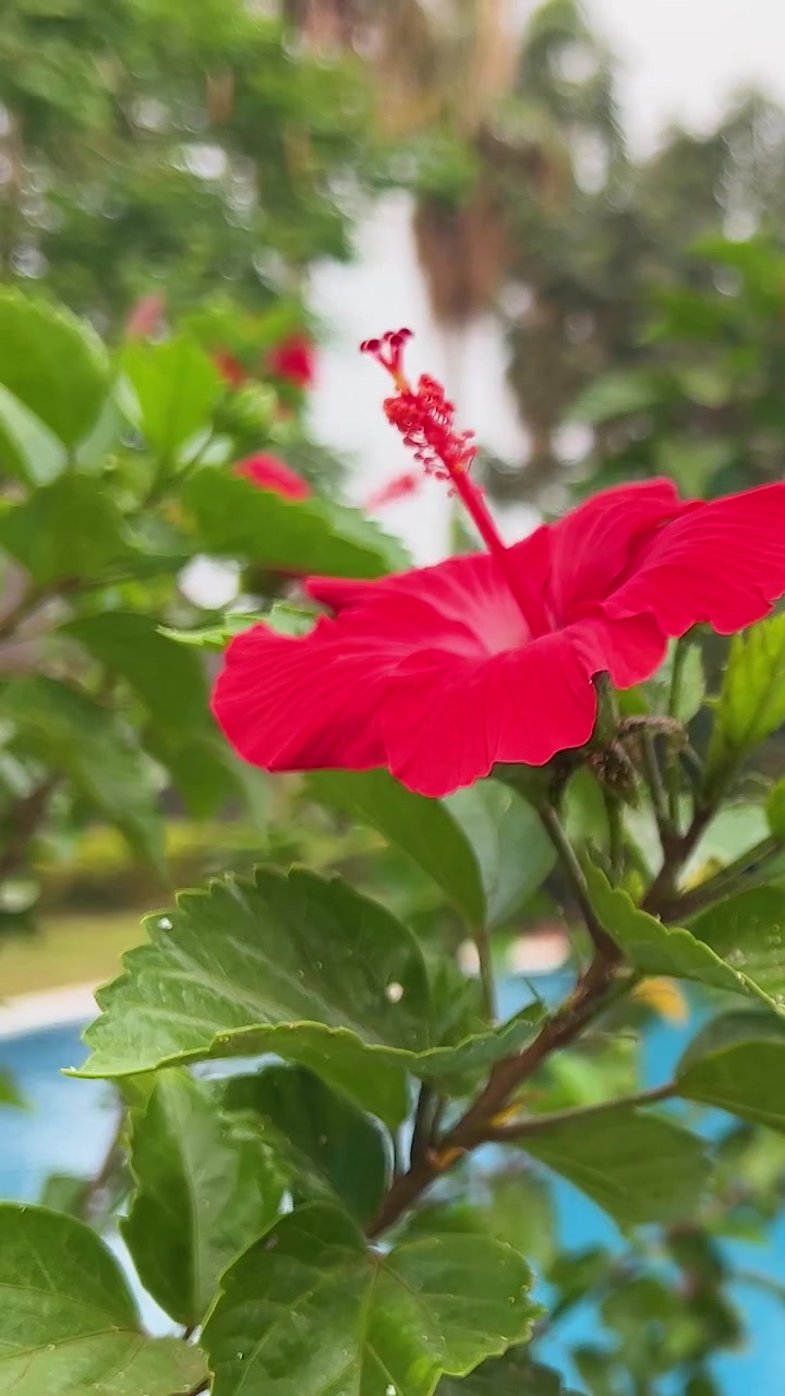 Un vibrante fiore di ibisco rosso con foglie verdi lussureggianti vicino a una piscina, catturato alla luce naturale del giorno.