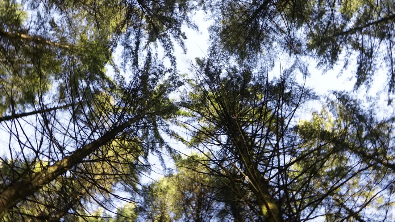 View from below of the trees of a forest