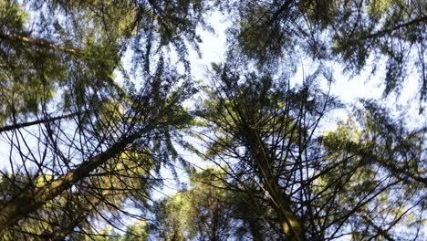 vista desde abajo de los árboles de un bosque