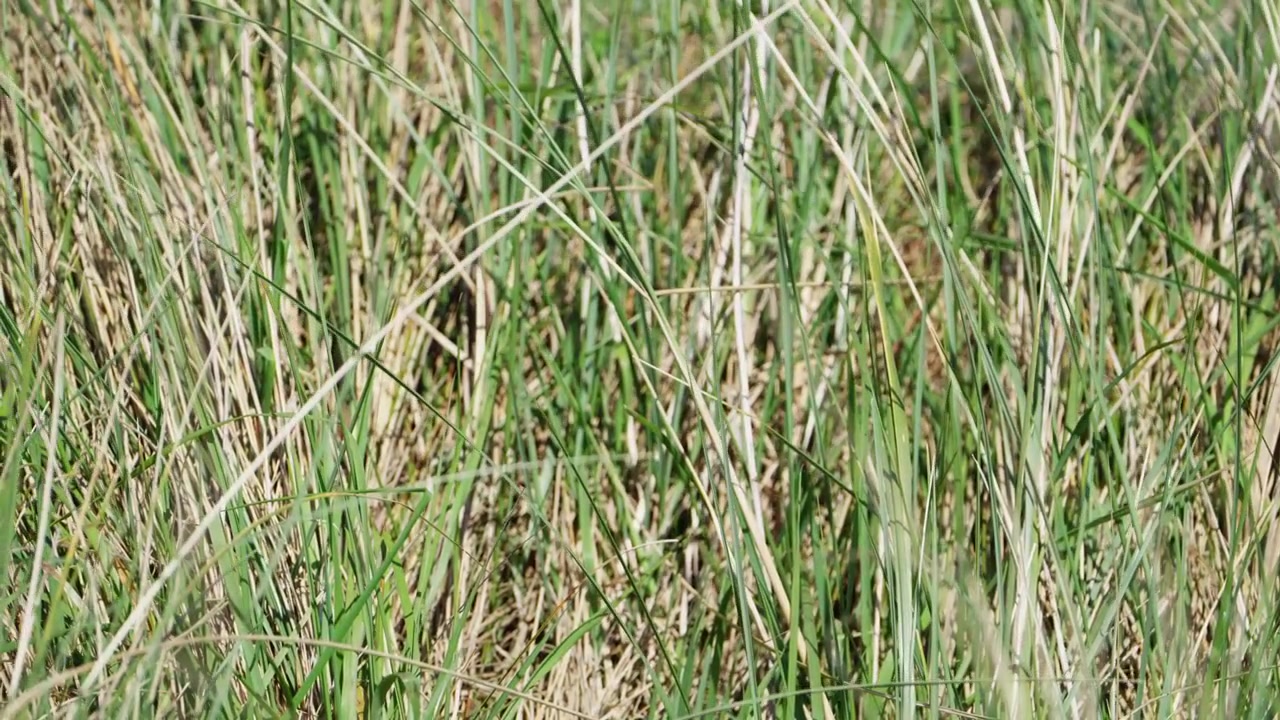 Nærbillede i slow motion af grønne kystsiv, der svajer i vinden. Naturligt vildt græs, der bevæger sig i brisen på Skotlands vestkyst. Perfekt til rolige natur- og wellnessprojekter.