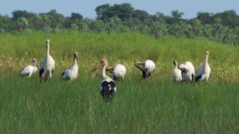 migración en grupo pájaro cigüeña maguari naturaleza silvestre tropical en la selva tropical sabana