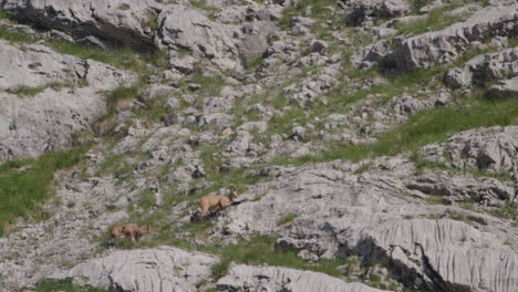 herd of chamois walking and climbing high up in the mountains