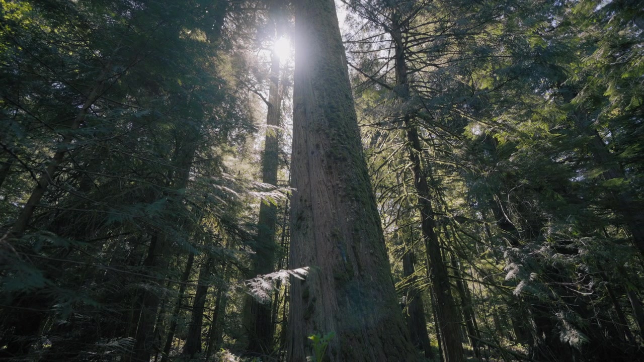 Sole che splende attraverso una fitta foresta con alti abeti di Douglas