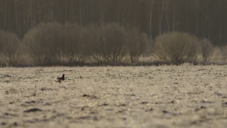 Black-grouse-lek-in-early-morning