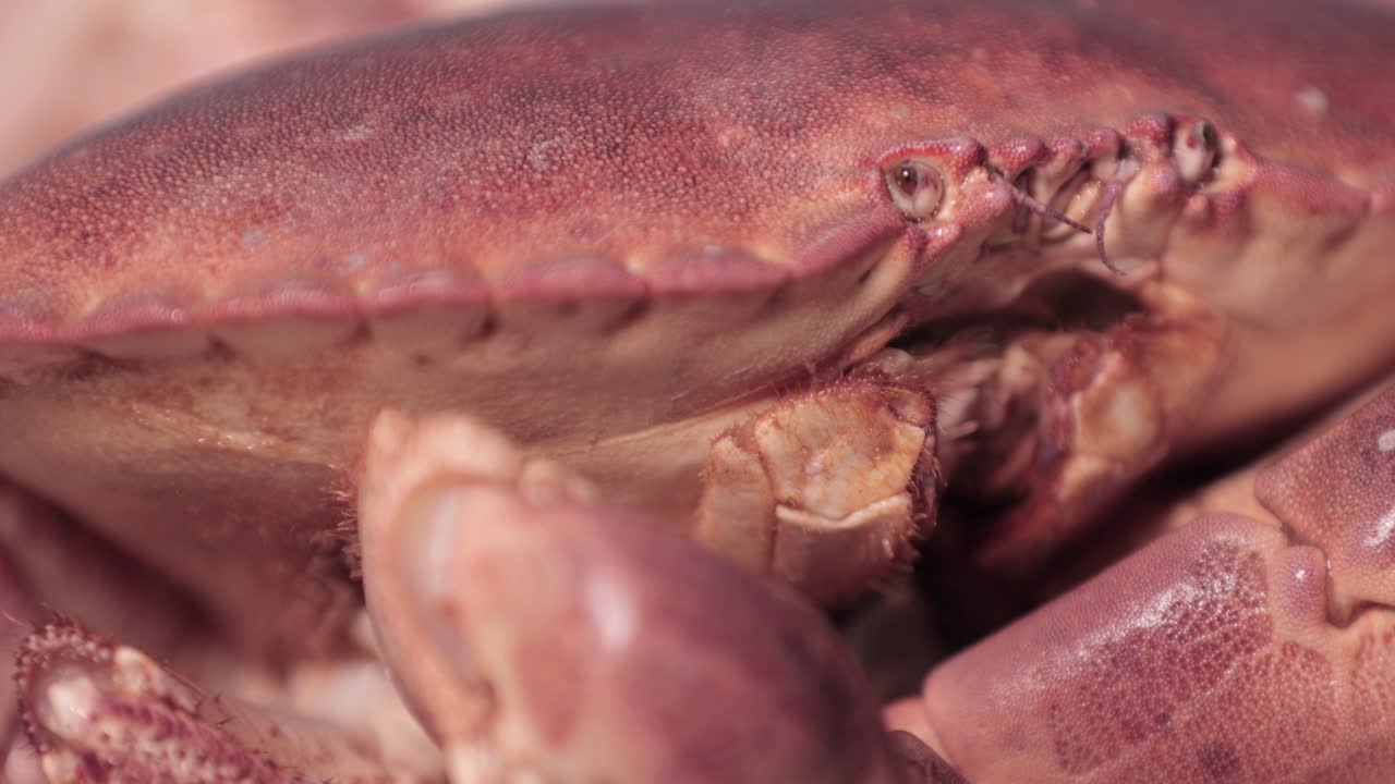 antenas del cangrejo rojo se mueve con sus garras metida en