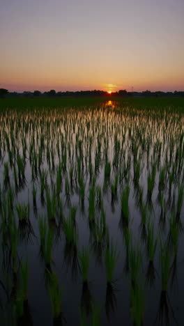 sunset over a rice paddy