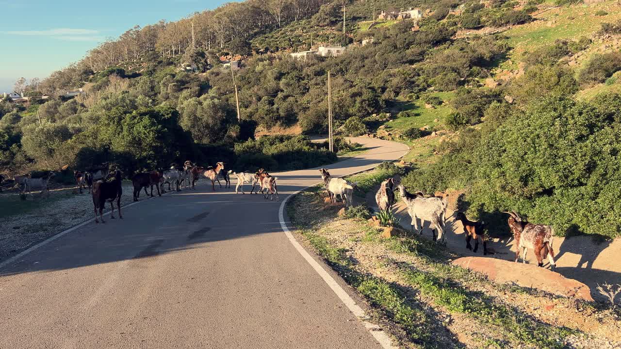 conduciendo en la carretera y encontrando una manada de cabras pastando en la vegetación costera bajo los suaves rayos de la luz solar de ángulo bajo, encarnando el concepto de animales domesticados