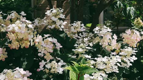 beautiful hydrangea flowers in a garden