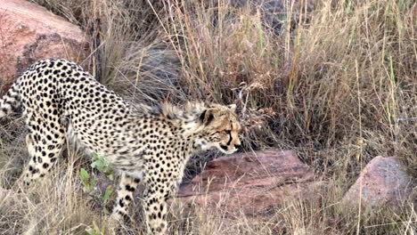 cheetah cub walks carefully down rocky hillside, telephoto slow motion tracking