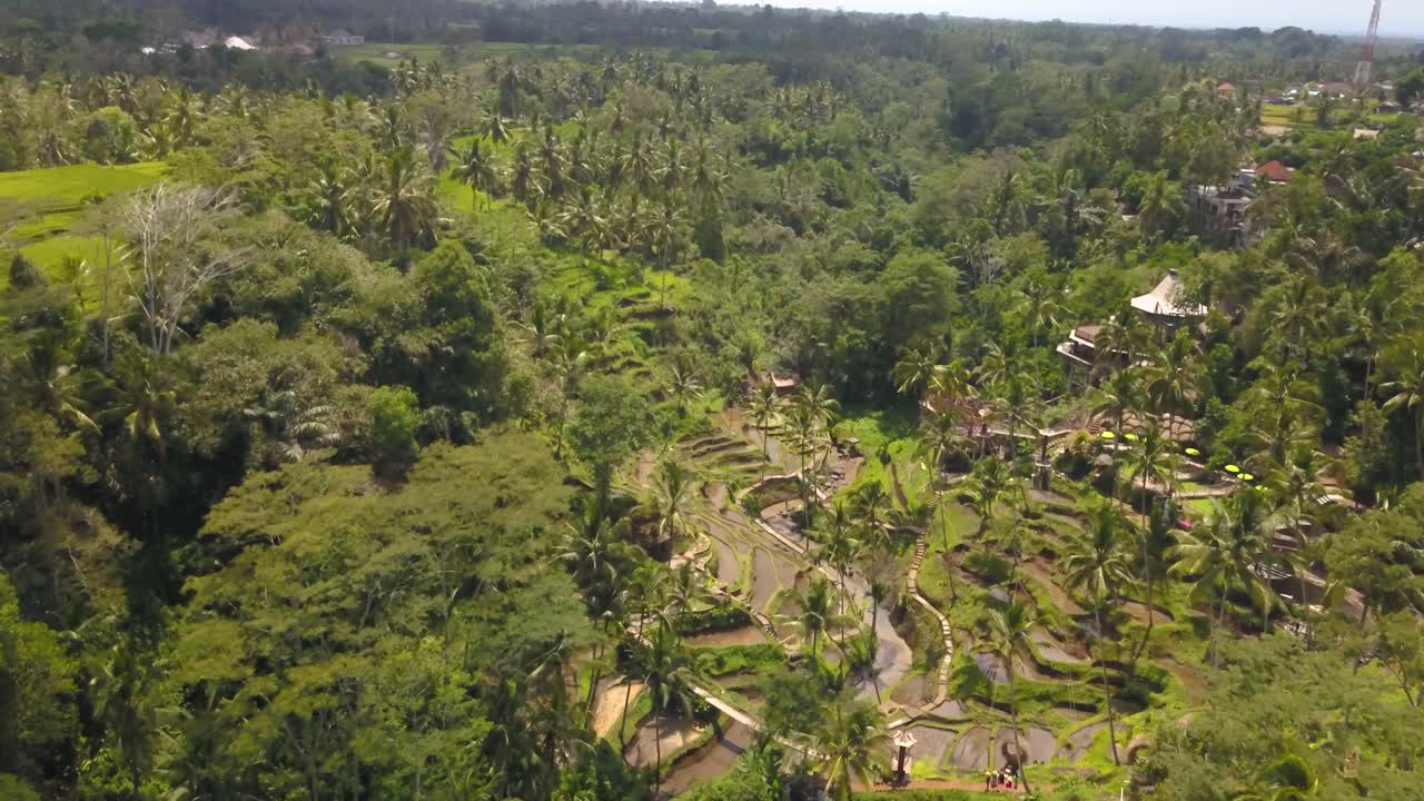 High angle drone view of the forrest in Tegallalang on a sunny day, Ubud, Bali Indonesia