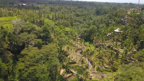 high angle drone view of the forrest in tegallalang on a sunny day, ubud, bali indonesia