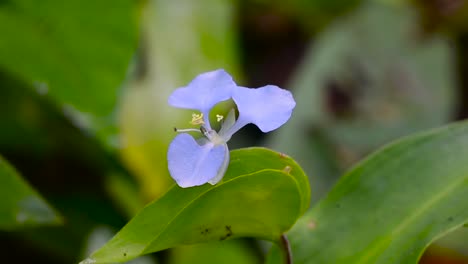 flor silvestre azul en el país tropical