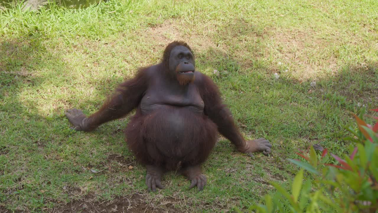Orangutan seduto sull'erba del prato. Ripresa a mano libera.