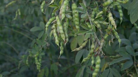 a cluster of pigeon peas fruit (legume) with leaves in the garden under a blurry sky and sunlight