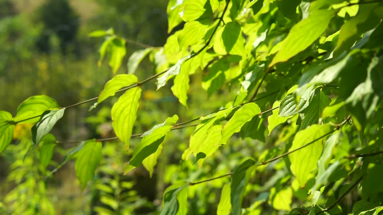 hojas de haya verdes (bucle sin costuras)