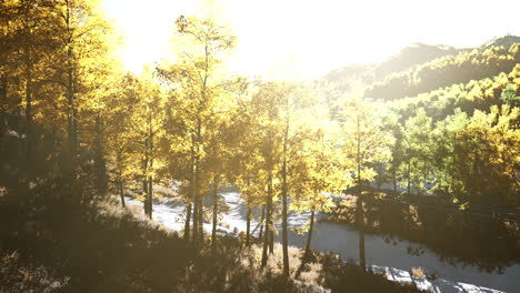 Magical-yellow-trees-glowing-in-the-sun