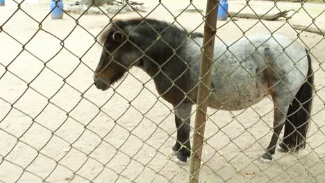 Horse-standing-in-the-zoo