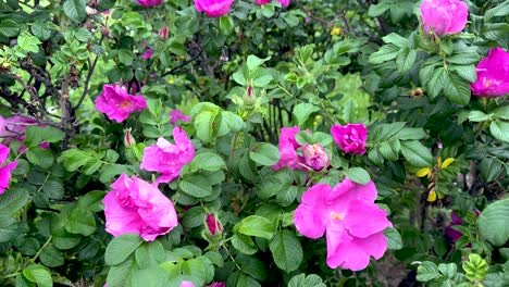 wild rose hips bloom in the city park (4k 60, static)