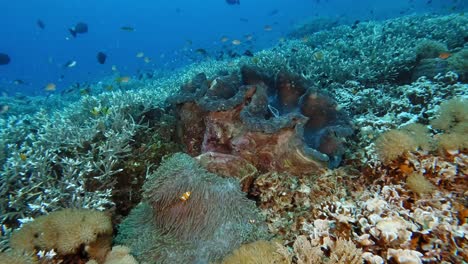 a giant clam wide open and right next to an anemone on a heathy coral reef and popular dive site in raja amapt