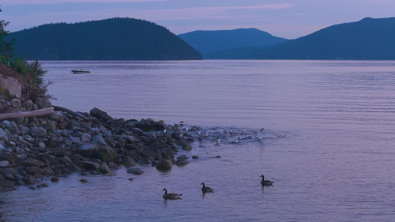 Three of ducks swimming around at sunset on the coast of Lions Bay, British Columbia, Canada with Bowen Island in the background