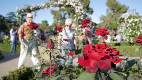 older woman visiting la rosaleda in retiro park, smelling a beautiful red rose. serene and picturesque garden scene.
