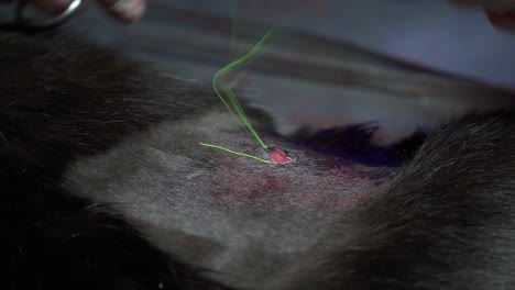 primer plano de un veterinario cerrando una cirugía de esterilización con una puntada