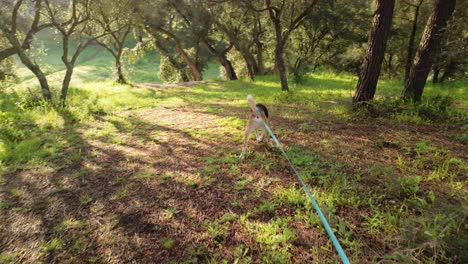 dog on leash take a walk outdoors in the forest, slow motion