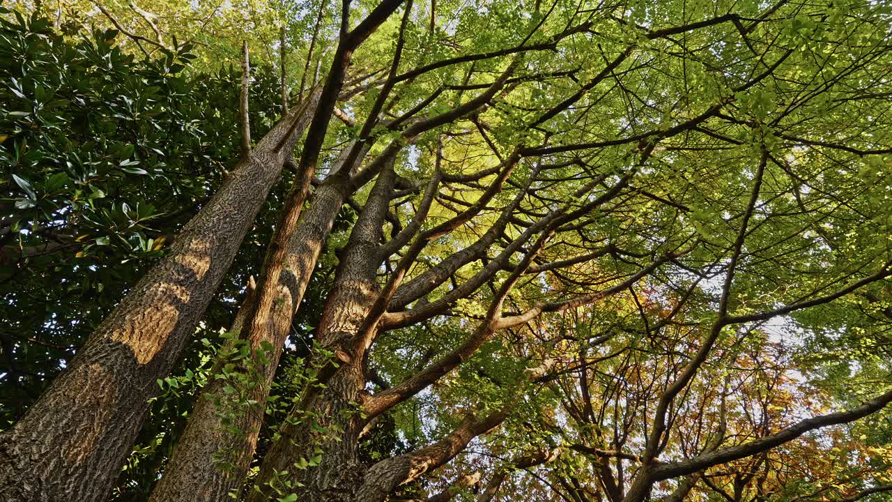 Lever les yeux vers la haute canopée d’arbres avec le soleil qui traverse le réseau dense de feuilles et de branches