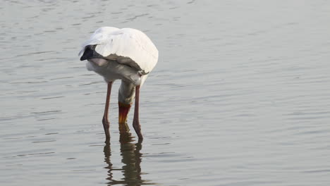 Gelbschnabelstorch-Mit-Offenem-Schnabel-Auf-Der-Suche-Nach-Fischen-Im-Wasser