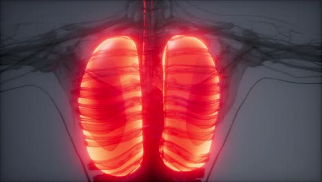 examen radiológico de los pulmones humanos