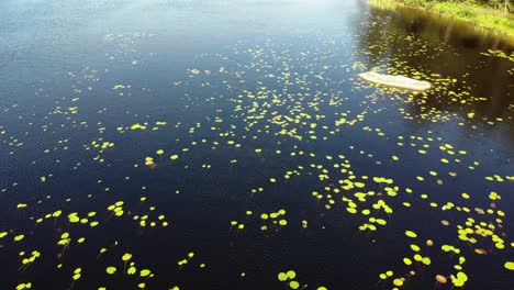 Drone-flying-low-across-lake-with-water-lilies-growing-on-summers-day