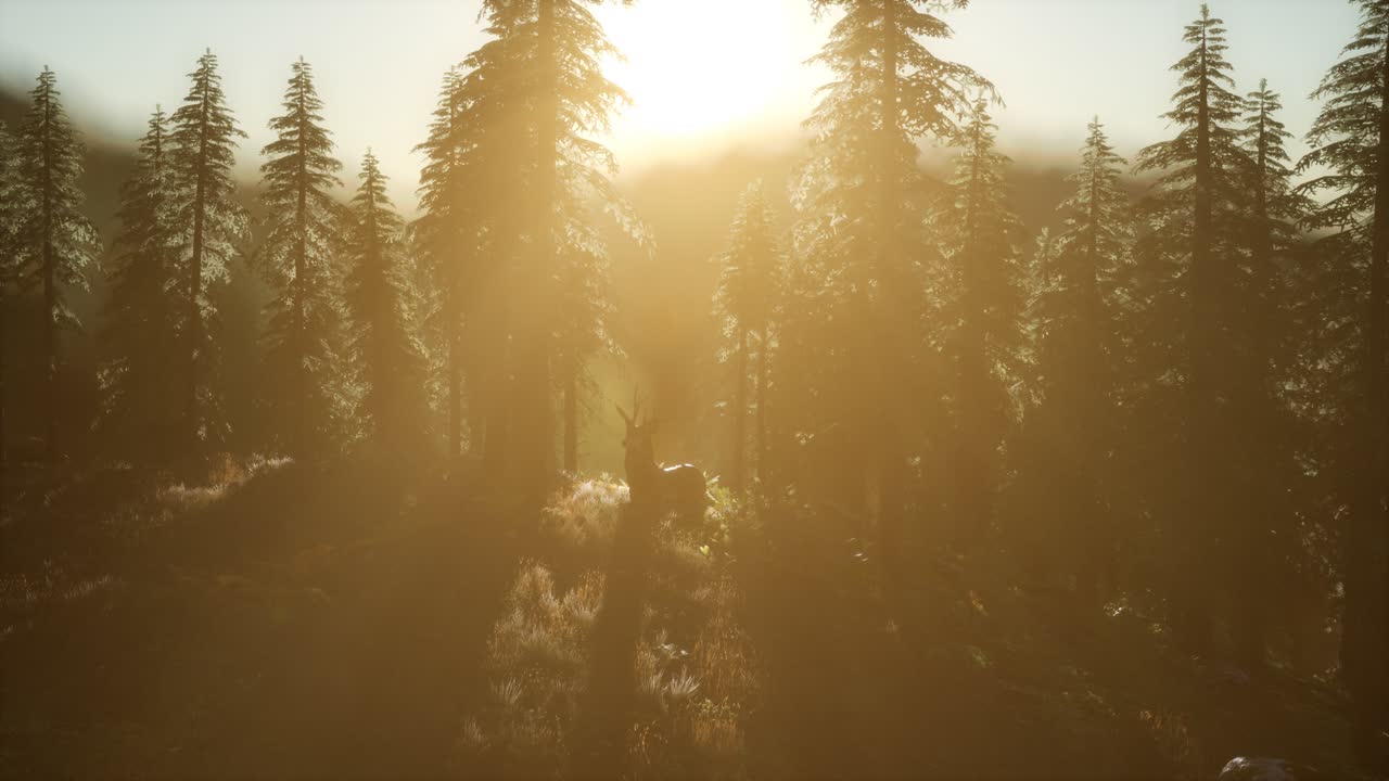 macho de ciervo en el bosque al atardecer