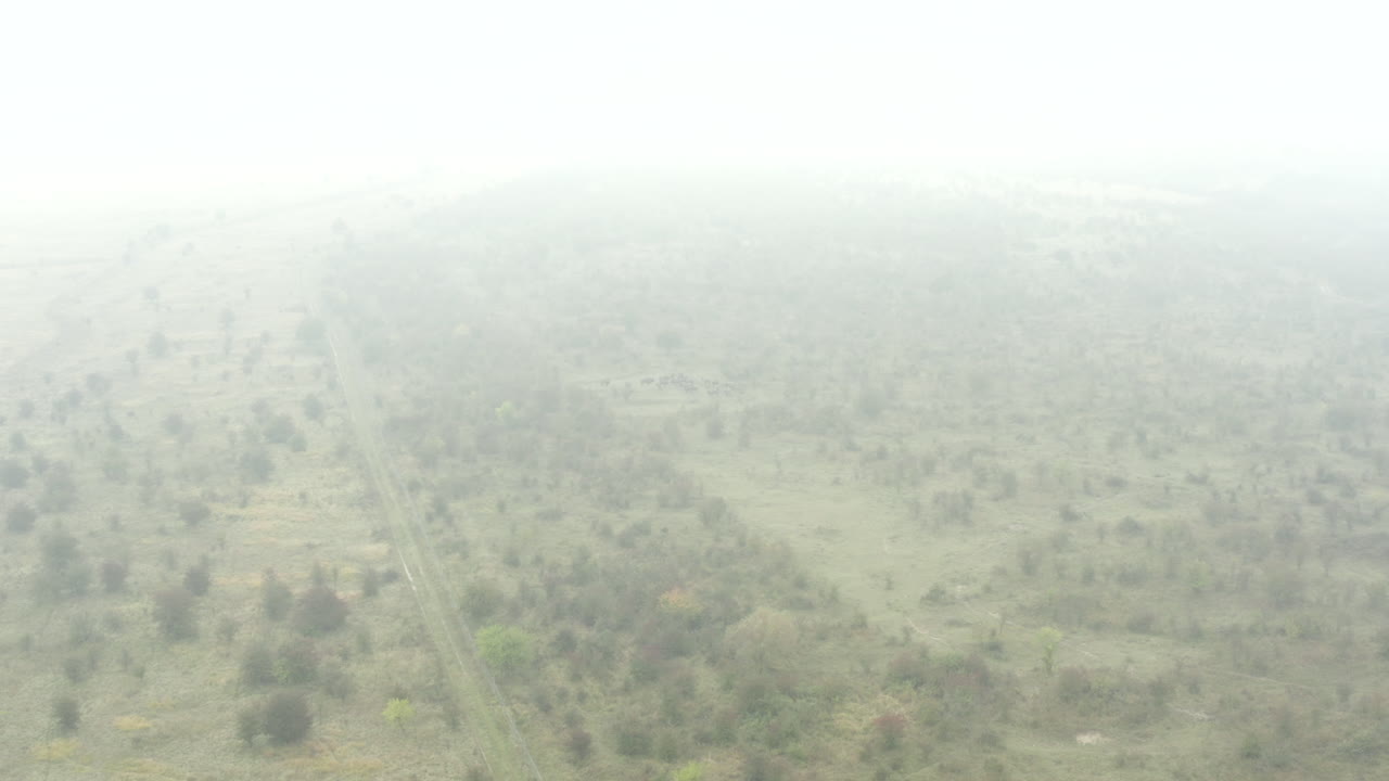 안개가 자욱한 체코, 덤불 같은 들판에 서 있는 유럽 들소 보나수스 무리