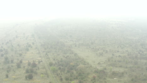 Manada-De-Bisontes-Europeos-Bonasus-De-Pie-En-Un-Campo-Tupido,foggy,Chequia