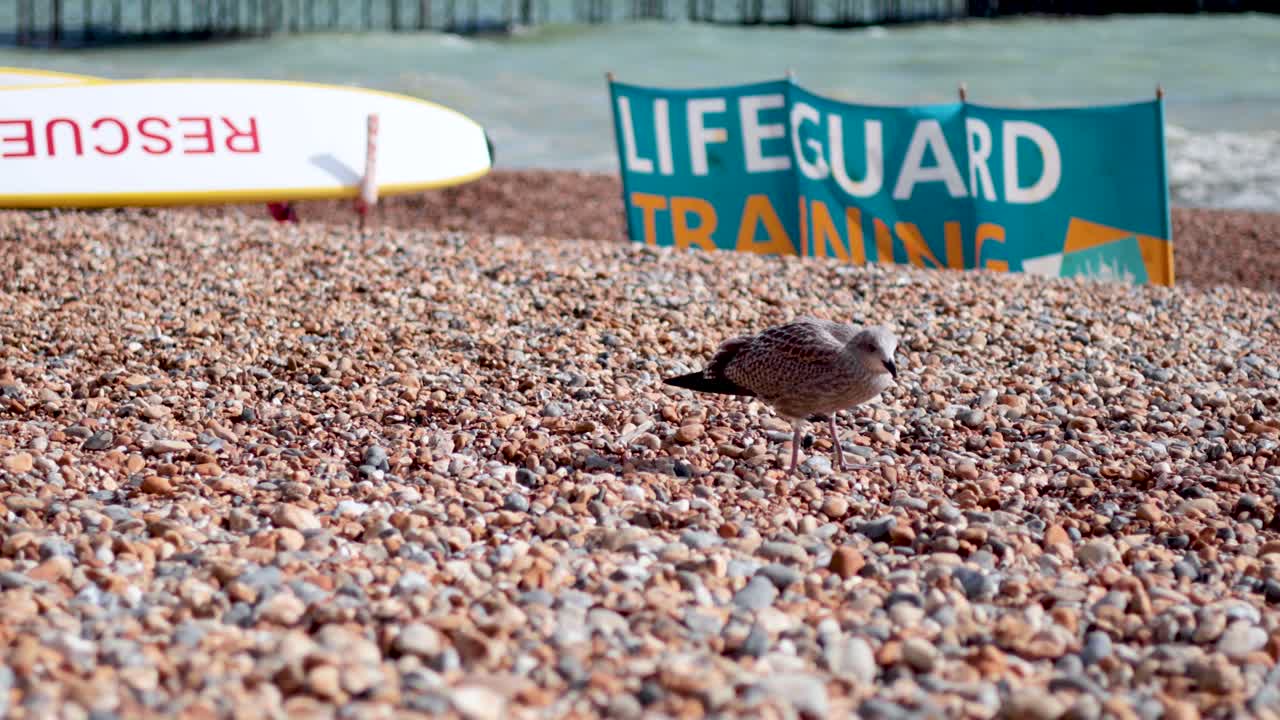 Seagull walking on pebbled beach near lifeguard sign