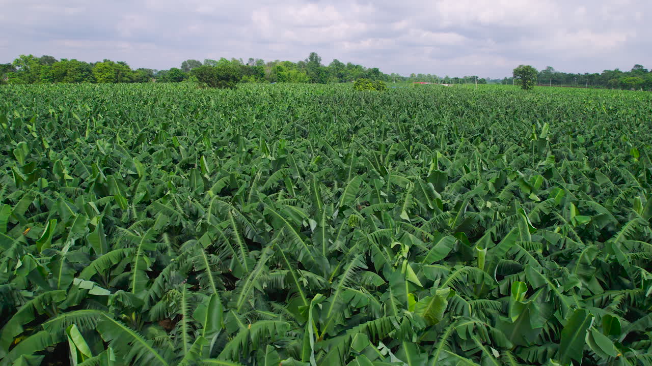 vista aérea de una granja de plátanos en nepal