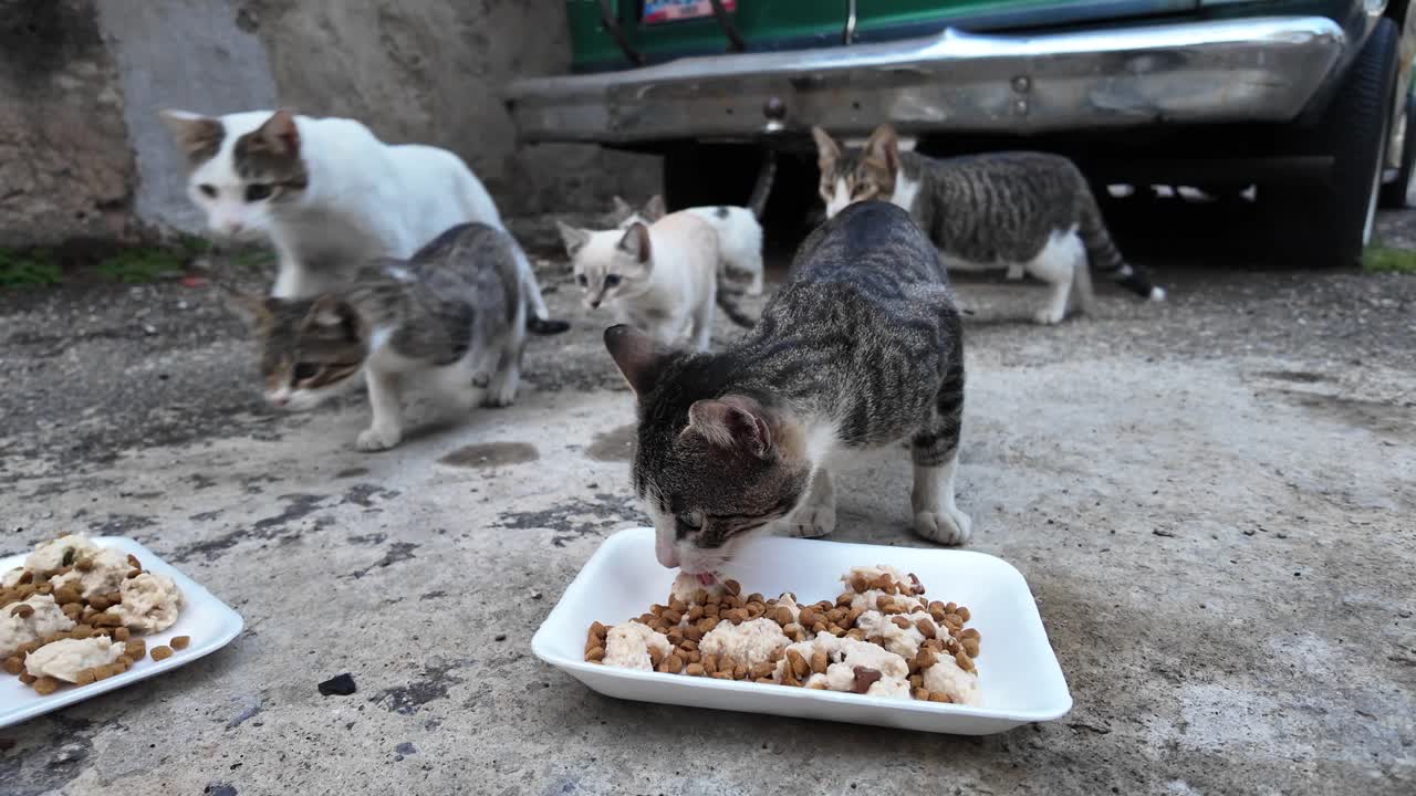 Eine Hand bietet streunenden Katzen unter einem Auto Futter an und zeigt so Freundlichkeit und Fürsorge