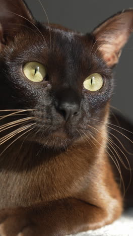 burmese cat. brown house cat lying on the carpet, looking at the camera and squinting. pleased and lazy mood. vertical video