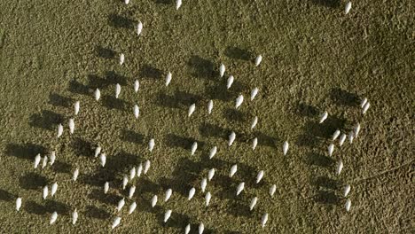 sheep running in one direction in beautiful german nature, captured by a drone in 4k