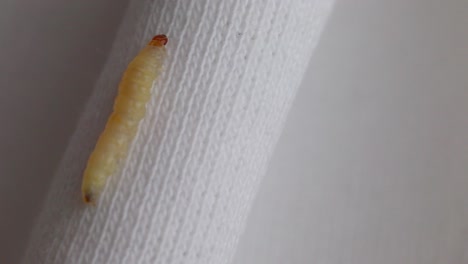 moth larva creeping up on knitted clothing