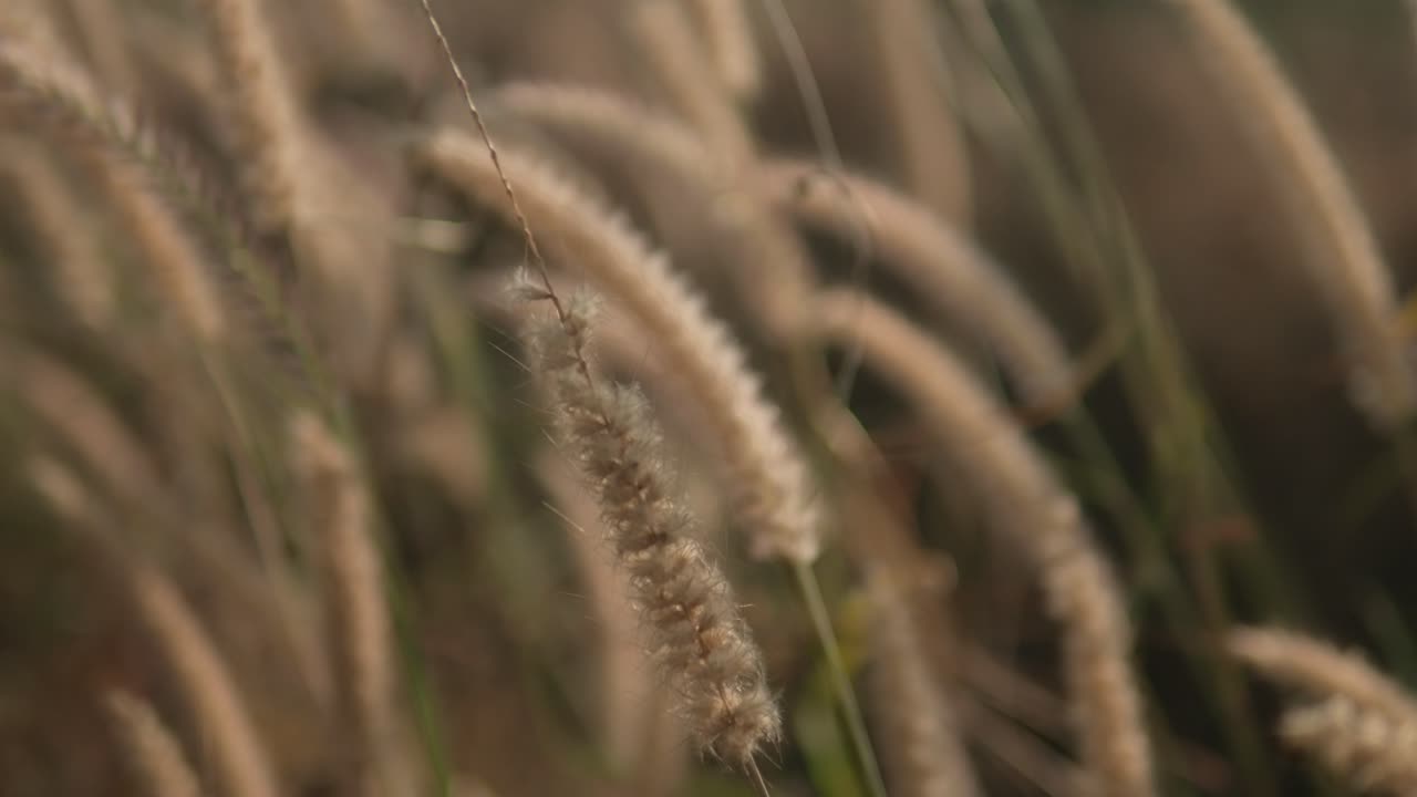 황금 시간의 빛은 부드러운 초점을 는 야생 풀을 통해 필터링하여 평온과 평온을 불러일으니다.