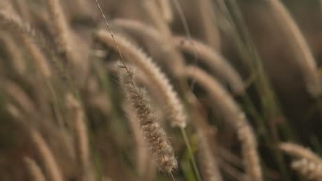 golden hour sunlight filters through soft focus wild grass, evoking calm and serenity, close-up