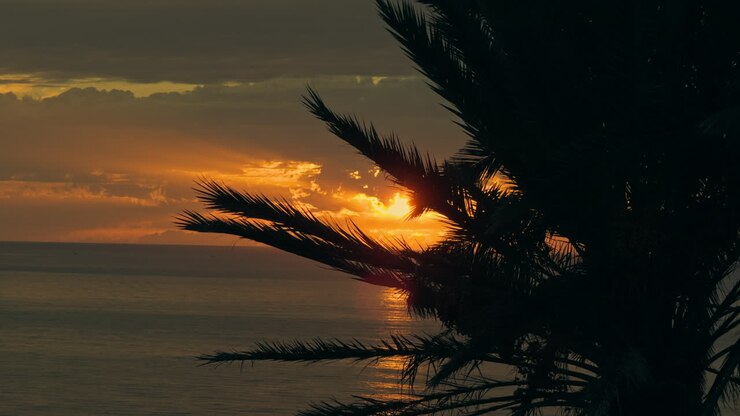 amanecer sobre el océano con palmeras