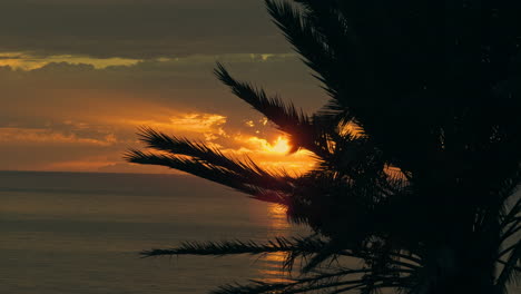 amanecer sobre el océano con palmeras