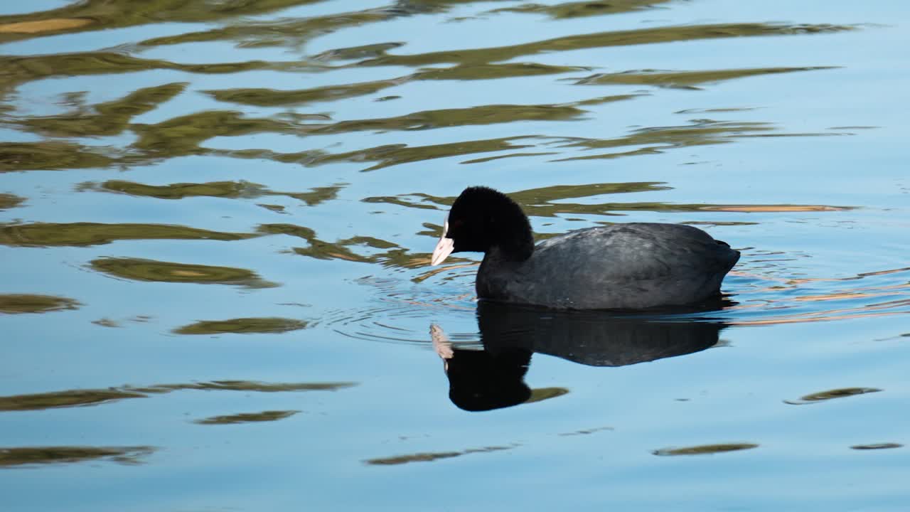 focha euroasiática nadando y bebiendo agua en el arroyo yangjae
