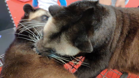 a loving pair of masked palm civets licking and grooming each other