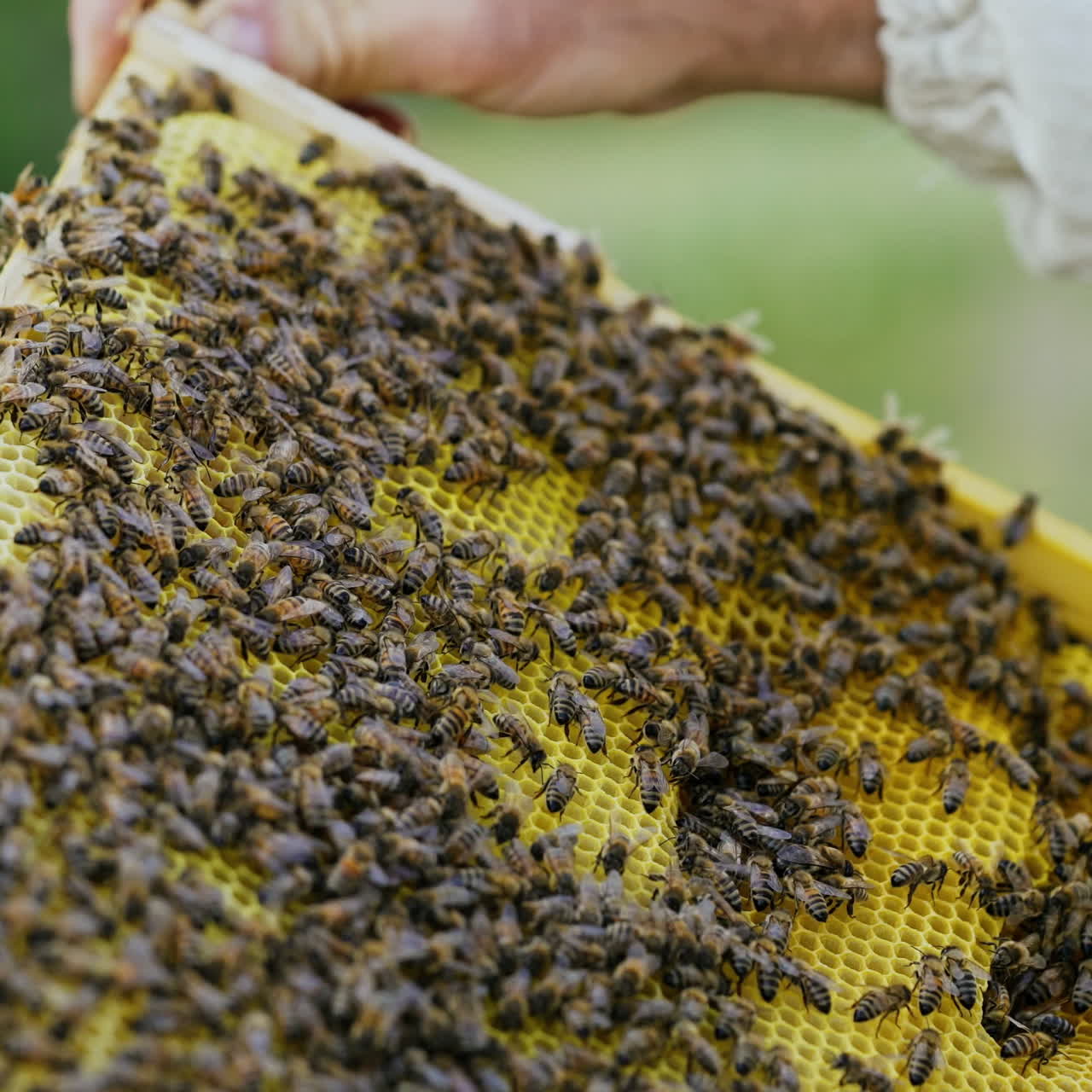 hand of man neatly holds a wooden frame with honeycomb on the background of the yard in the summer