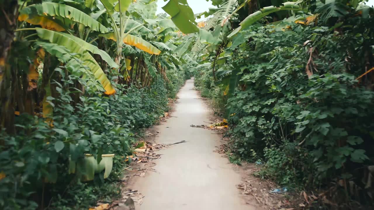 베트남 전역의 하노이에 있는 바나나 나무 섬을 통해 흙길을 걷고 있다