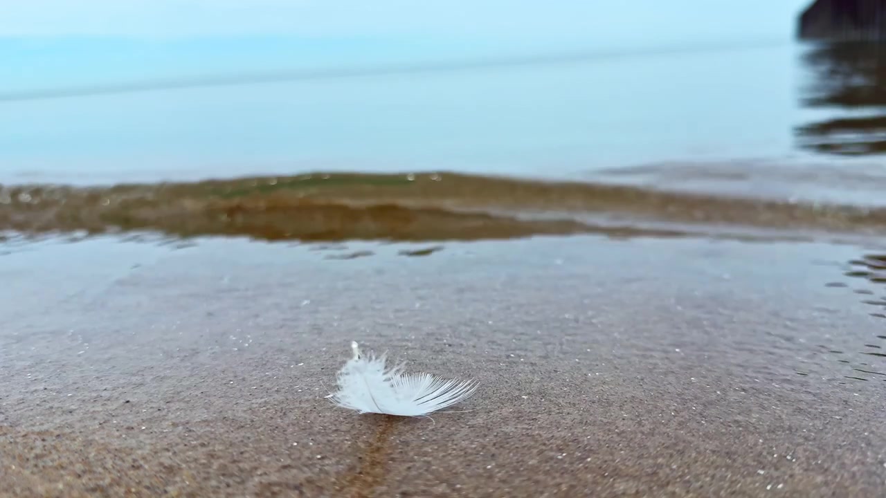 Hvid fjer ligger på vådt sand nær roligt vand på en strand på en overskyet dag.